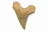 2"+ Fossil Shark Teeth (Otodus) - Khouribga, Morocco - Photo 3